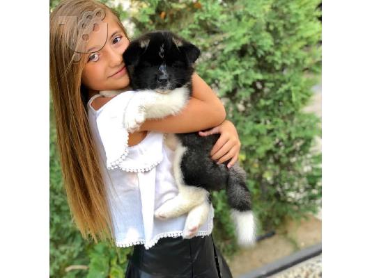PoulaTo: Lovely Akita αρσενικό και θηλυκό για υιοθεσία.